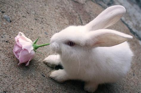 A Cute White Bunny Eating A Flower Stock Photo Image Of Fluffy