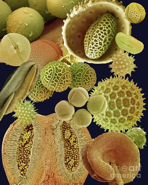 Pollen Grains Sem Photograph By Ami Images Pixels