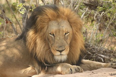 Zambias Wildlife Authority Failing To Protect Citizens