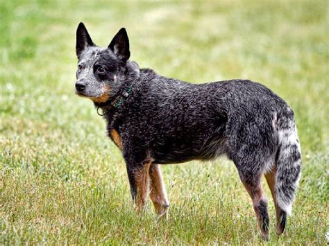 First one i met was when i volunteered for a shelter. About Australian Cattle Dog: Basics of Australian Cattle ...