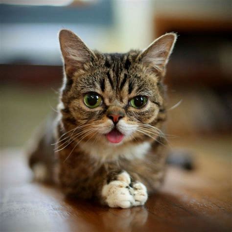 Lil Bub 💗💗 Dwarf Kittens Dwarf Cat Cats And Kittens Kitty Cats