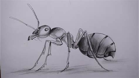 How To Draw An Ant Step By Step Using Paper Stamp And Charcoal Pencil