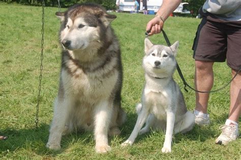 The Difference Between An Alaskan Malamute And A Siberian Husky Other
