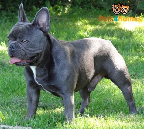 Get a boxer, husky, german shepherd, pug, and more on kijiji, canada's #1 local classifieds. blue french bulldog | Blue French bulldog stud. British ...