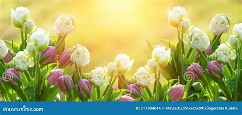 Spring Flowers At Sunrise In The Garden Tulips Stock Photo Image Of