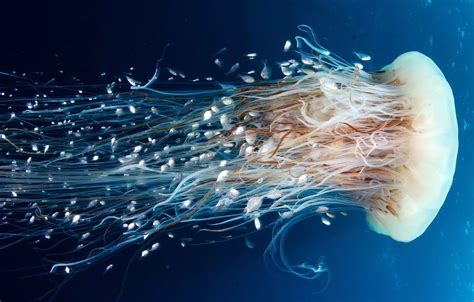 Wallpaper Medusa Jellyfish Diving Images For Desktop Section природа