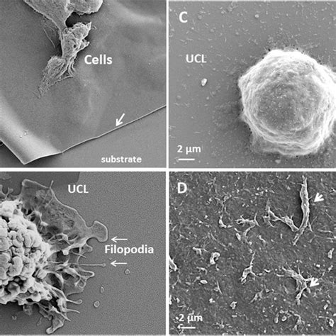 Interaction Of Ovarian Cancer Cell With Uniform Copolymer Layer Ucl Download Scientific