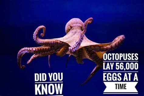 Octopus Fact In 2020 Octopus Facts Fun Facts Facts