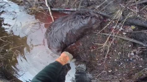 Beaver Hunting For Trapping Youtube