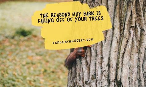 The Reasons Why Bark Is Falling Off Of Your Trees Gardens Nursery