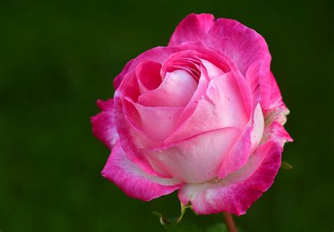 Wallpaper Id 287617 Rose Pink Pink Rose Rose Bloom Blossom Bloom 4k