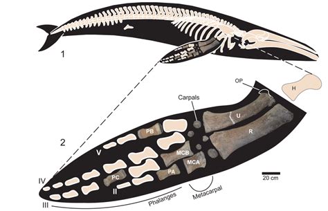 1 Right Lateral View Of The Skeleton Of A Generalized Mysticete Whale