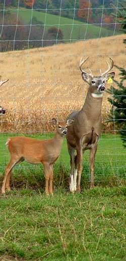 Whitetail Deer Farm In Pennsylvania Deer For Sale Guided Deer Hunts