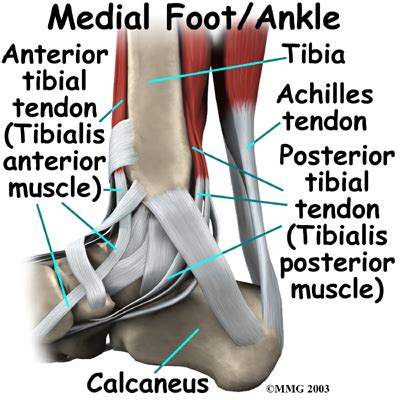 Diagrams of the foot labeled. Physical Therapy in Perrysburg for Ankle