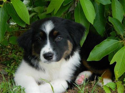 Asdr Standard Australian Shepherd Puppy For Sale 10 Weeks Old For