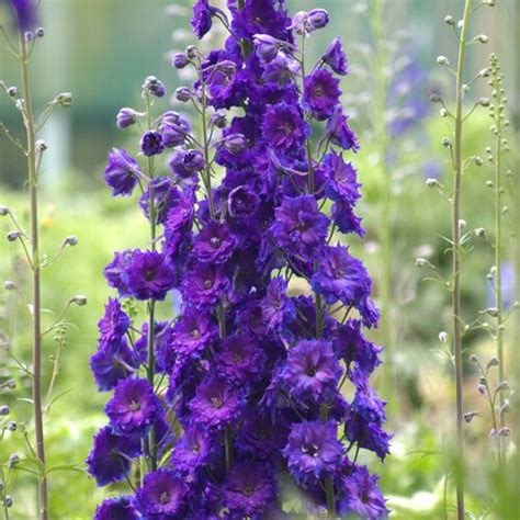 Growing Delphiniums Plant And Care For Perennial Delphinium Flowers