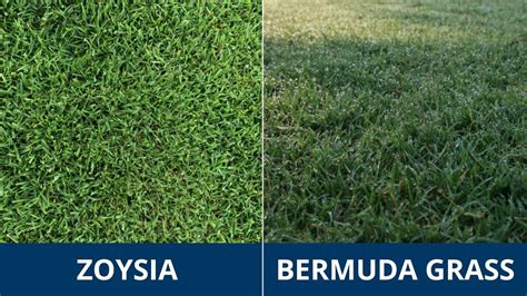 Zoysia Grass Vs Bermuda Sales Save Jlcatj Gob Mx