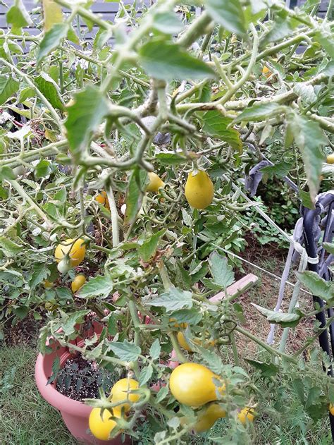 Heirloom Yellow Pear Tomato Seeds Yellow Pear Cherry Etsy