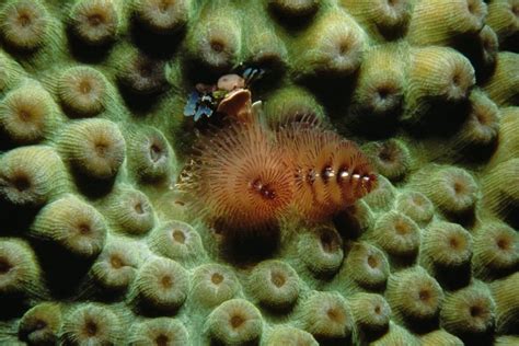 Christmas Tree Worm Spirobranchus Giganteus Grows In Tropical Coral