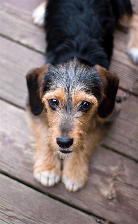 Terrier Mix A Guide To The Most Popular Terrier Cross Breeds
