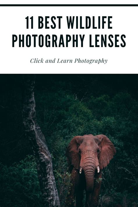 11 Best Lenses For Wildlife Photography Dslr And Mirrorless Included