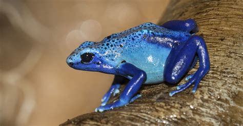 Colorful Frogs The 12 Prettiest Frogs In The World A Z Animals