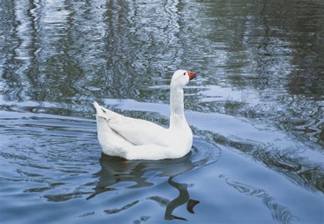 White Duck Swimming Quietly In The Lake Stock Photo Image Of Pair