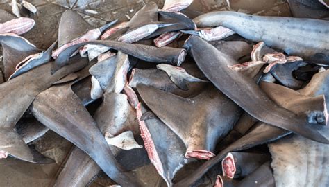 Uk Shark Fin Ban Moves Closer To Becoming Law