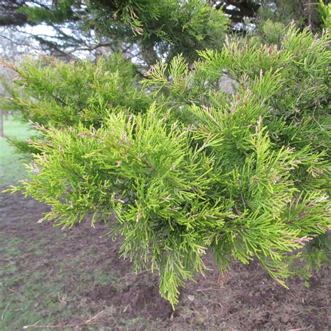 Plants that are not good for indoors. Cupressus macrocarpa 'Donard Gold' in Bute Park