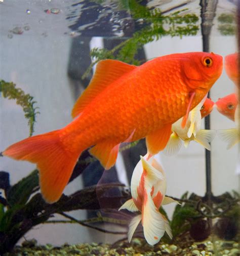 Goldfish Wikipedia
