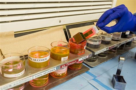 Pathologist Staining A Microscope Slide Stock Image C0360006