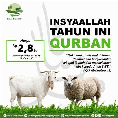 Kambing Atau Domba Qurban Premium