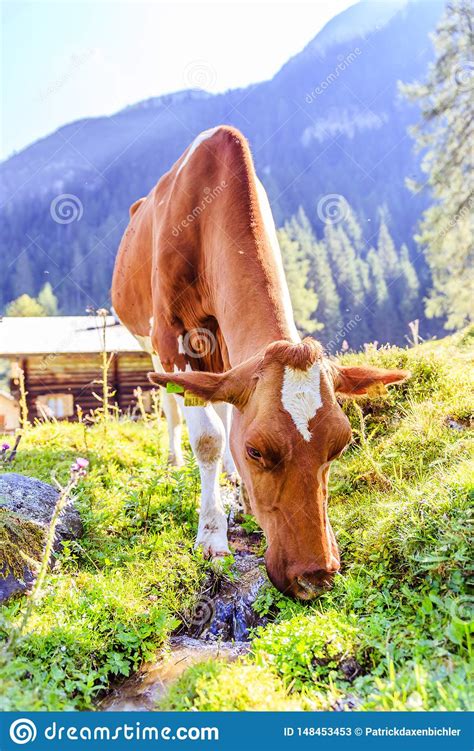 Cow Is Grazing At An Idyllic Meadow In The European Alps Austria Stock