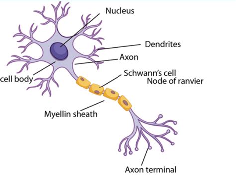 Draw And Label The Diagram Of Nerve Cell