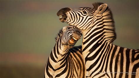 Burchells Zebra Rietvlei Nature Reserve Gauteng South Afri Flickr