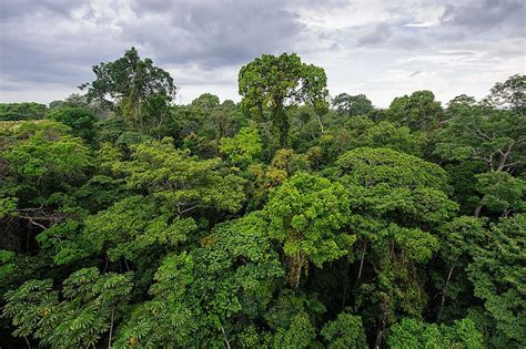 5 Countries With The Largest Rainforest Coverage Worldatlas