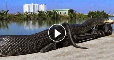 Gigantic Anaconda Found Dead What Was Seen In Its Stomach Will