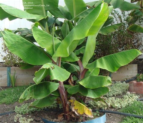 Live in usda growing zone 7? PlantFiles Pictures: Musa, Dwarf Red Banana 'Dwarf Red ...