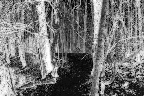 Winter Forest Trail A Negative Perspective Photograph By James Potts