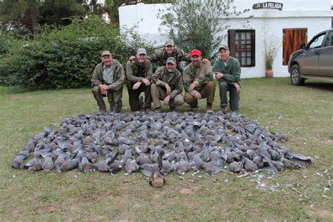 Argentina Pigeon Hunting Wsa