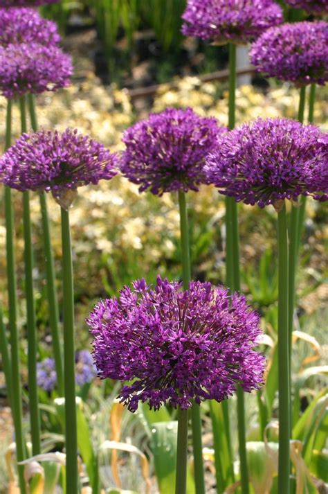 Allium Hollandicum Purple Sensation Avon Bulbs