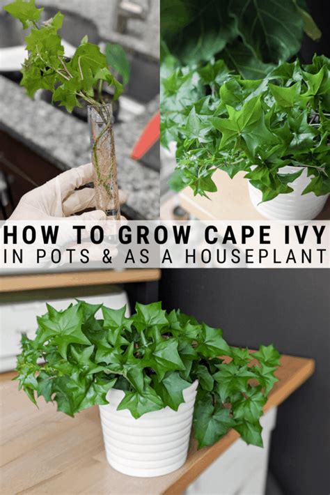 How To Grow Stunning German Ivy In Planters And Pots Ivy Plants