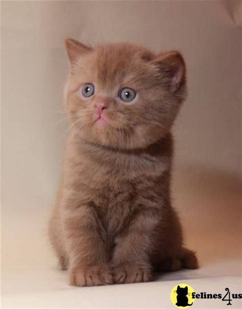 British Shorthair Kitten For Sale British Shorthair Available 900 1200