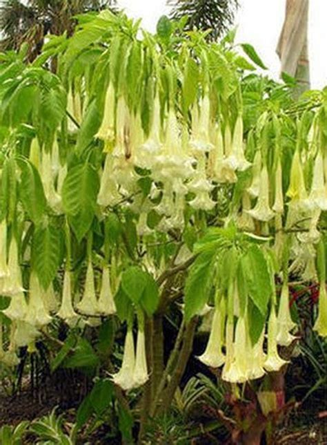 Windukumpulan artikel narkoba, narkotika, kesehatan, life gambar di sebelah kiri merupakan daun kokain dan sebelah kanan adalah bubuk kokain, efeknya. Terbaik Dari Jenis Tumbuhan Narkoba - Bunga Hias