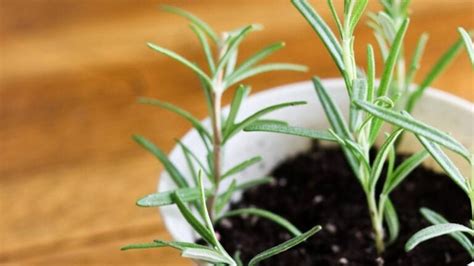 How To Grow Rosemary From Cuttings Indoors Or Outdoors