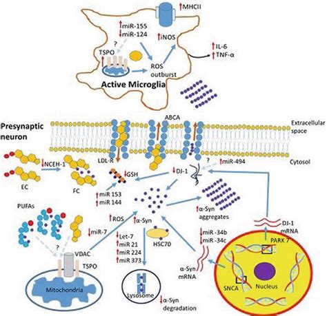 Alpha Synuclein Aggregation Cholesterol Transport And The Kda