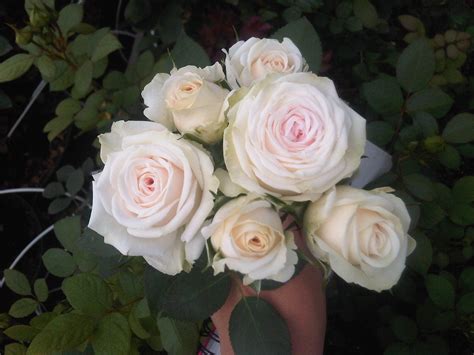 Wedding bouquets light pink and white. "Exclusive sensation" light pink and white spray rose for ...