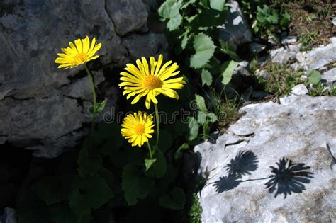 Yellow Arnica Flower Stock Image Image Of Environment 39420817