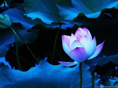 Blue Lotus Flower Wallpapers 01 Lotus Flower Pictures