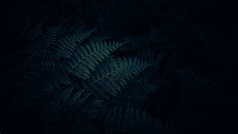 Dark Leaves Wallpapers Wallpaper Cave